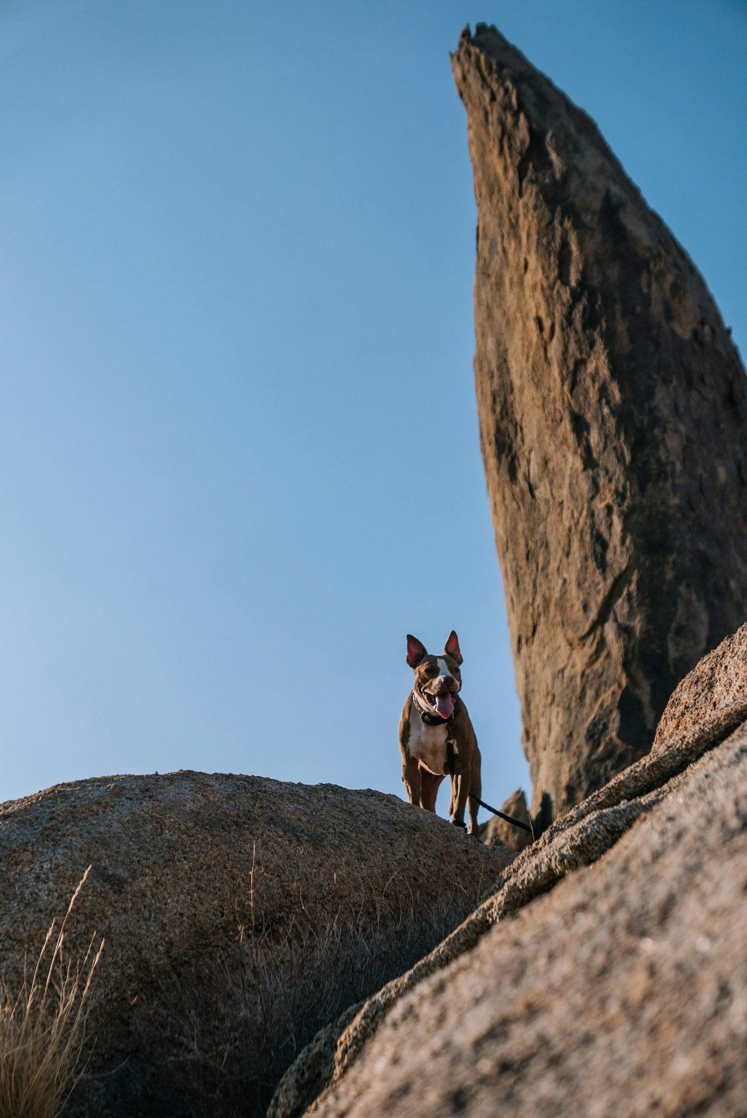 How We Ensure the Health of Our Puppies