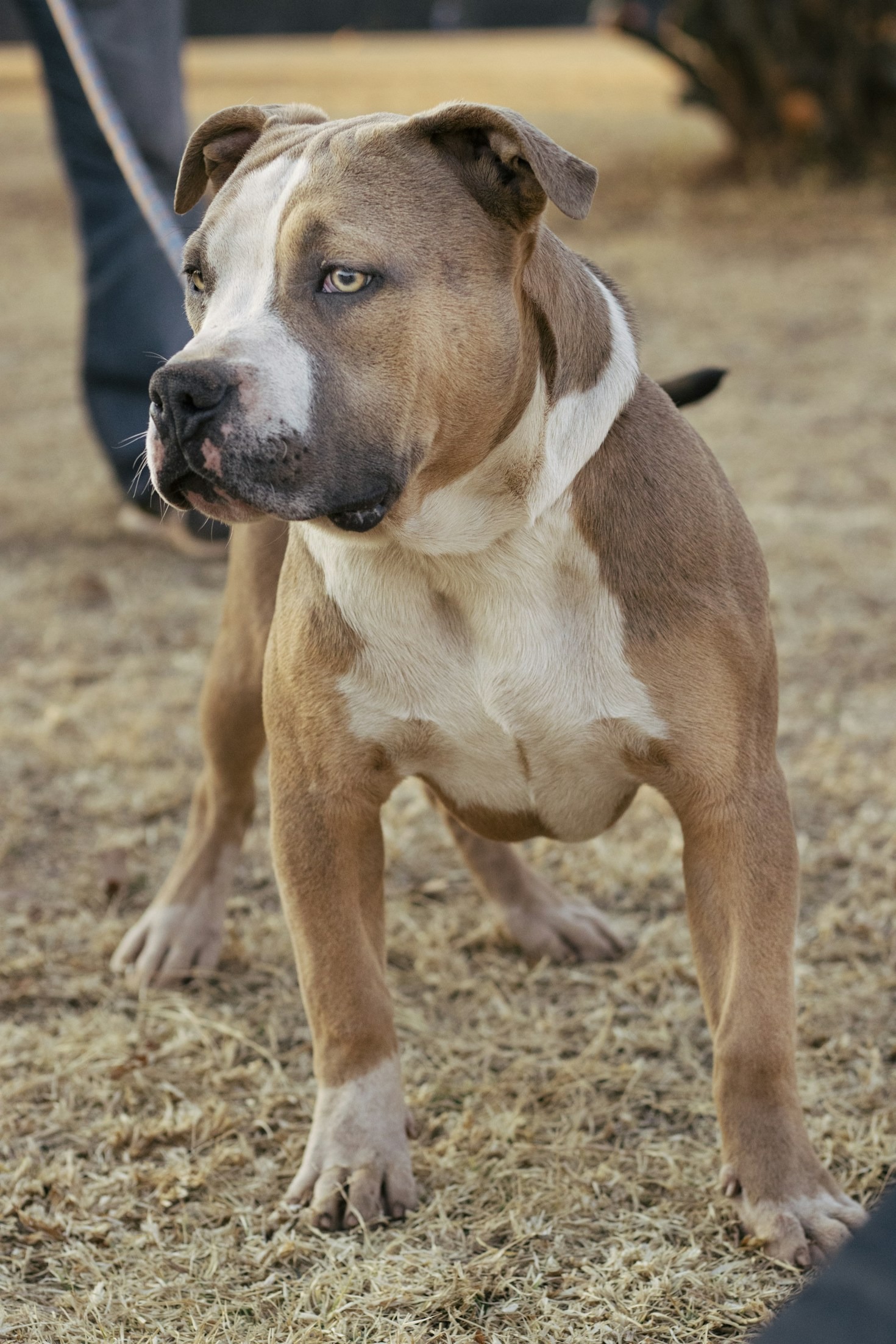 The Unique Traits of Blue Pitbulls