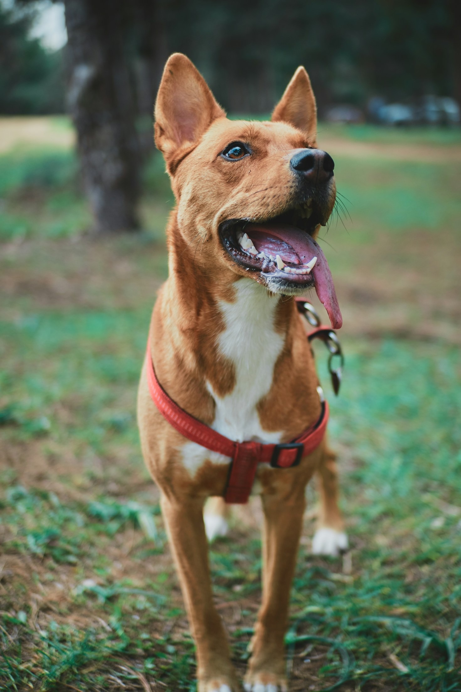 Tips on Raising a Happy Blue Pitbull