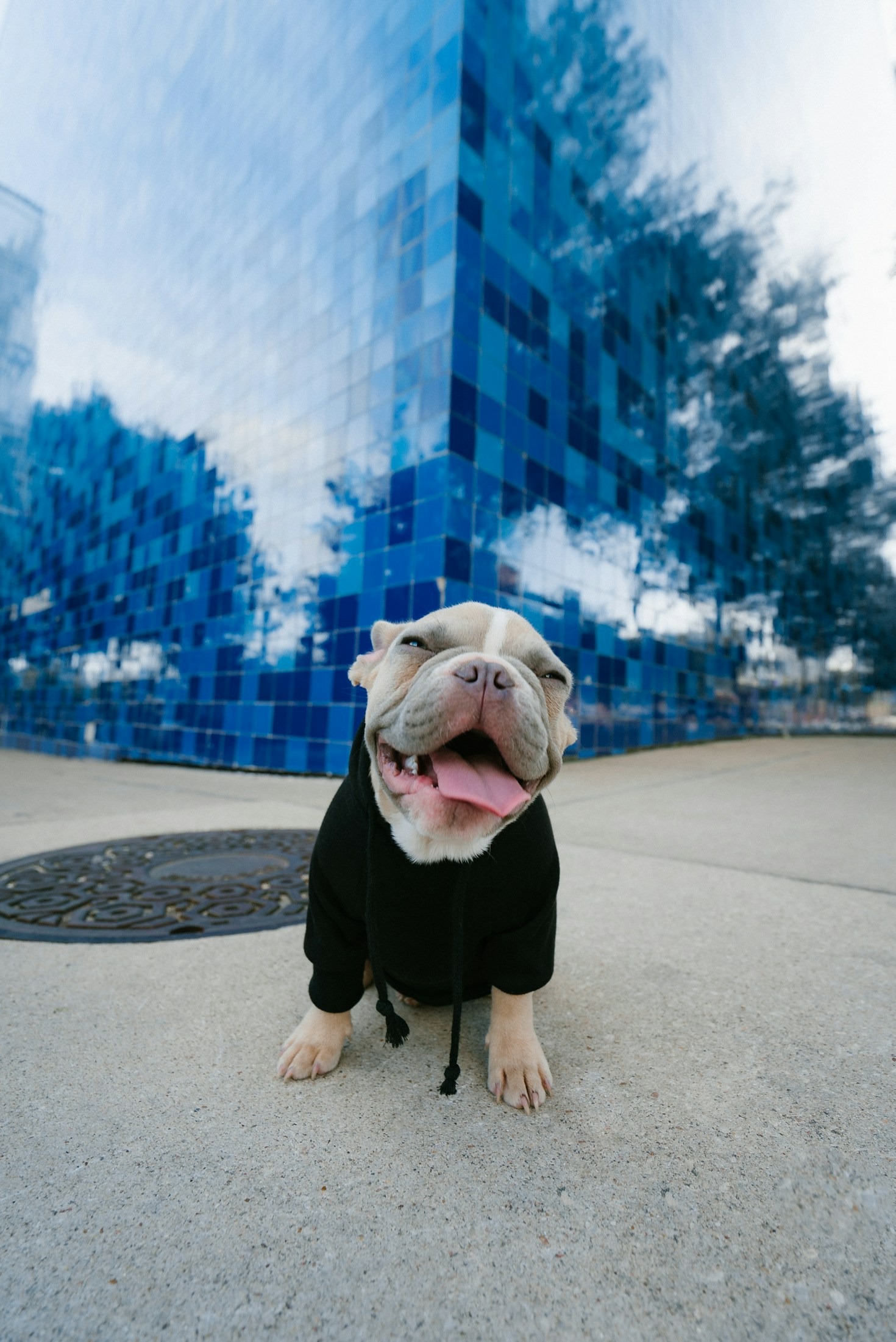 Choosing the Right Blue Pitbull for Your Family