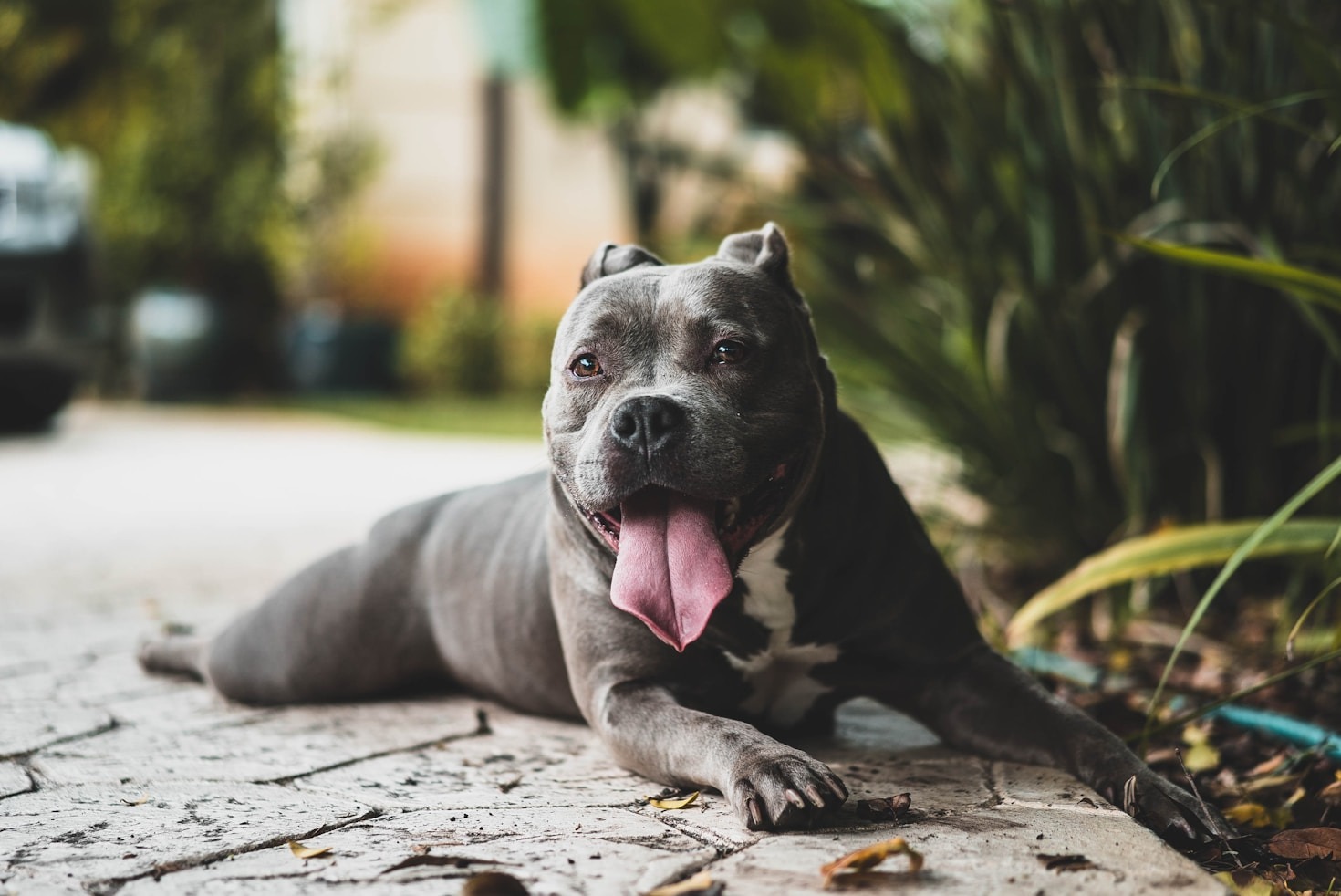 Why Blue Pitbulls Make Great Family Dogs