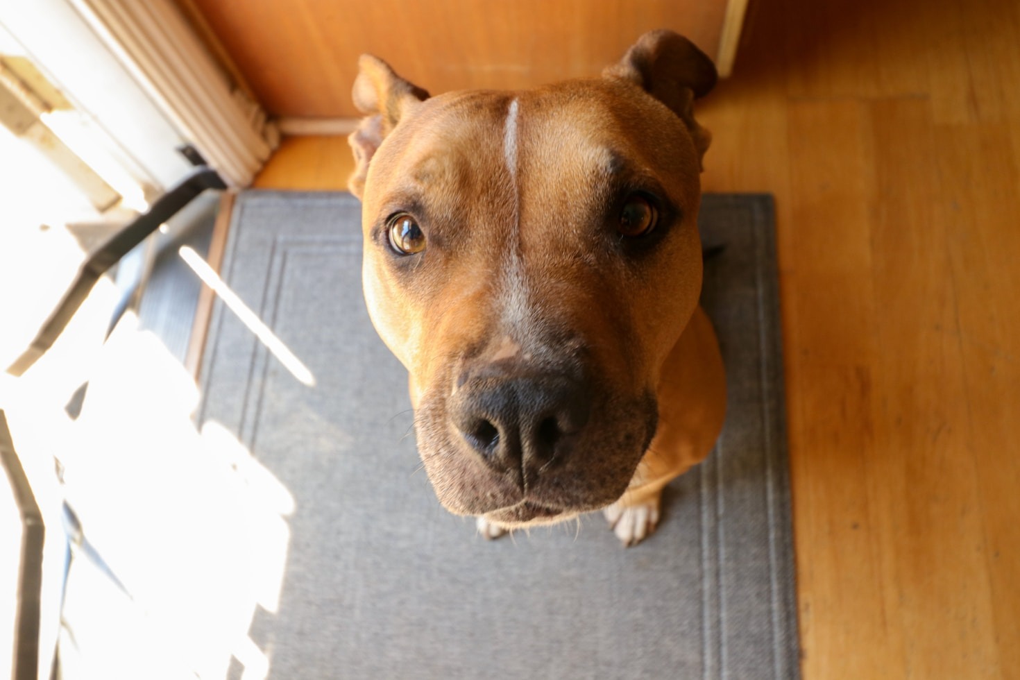 Behind the Scenes: Our Breeding Philosophy