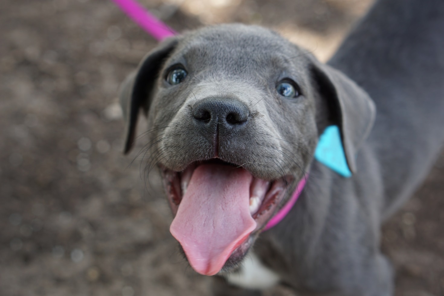The Love and Care Behind Every Puppy